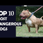 TOP 10 MOST DANGEROUS DOGS IN THE WORLD