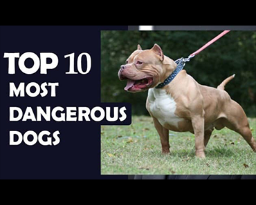 DANGEROUS DOGS IN THE WORLD