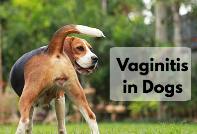 Vaginitis in Dogs